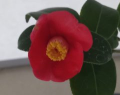 2026年2月28日　椿サムネ